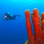 Exciting Diving Sites in Dominica