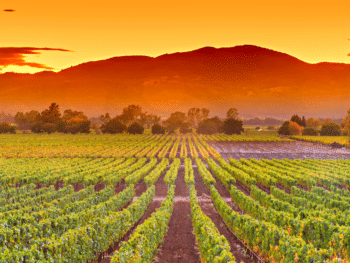 It’s the Most Populous State: California Has the Most People and The Most of This
