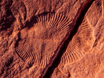 Learn About Life on Earth Nearly a Billion Years Ago In This New National Park